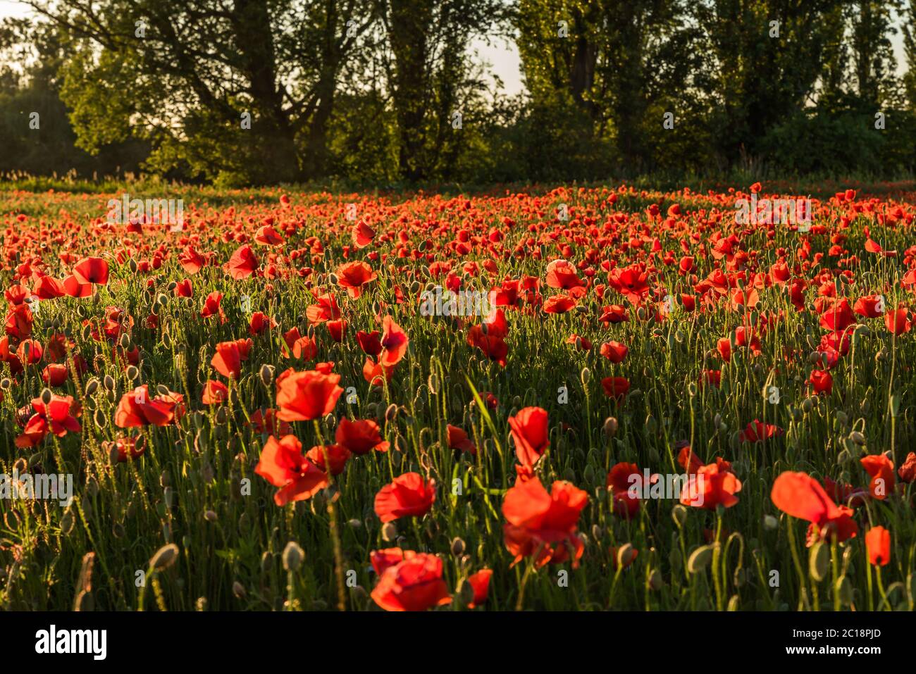 Blooming red poppy field Stock Photo