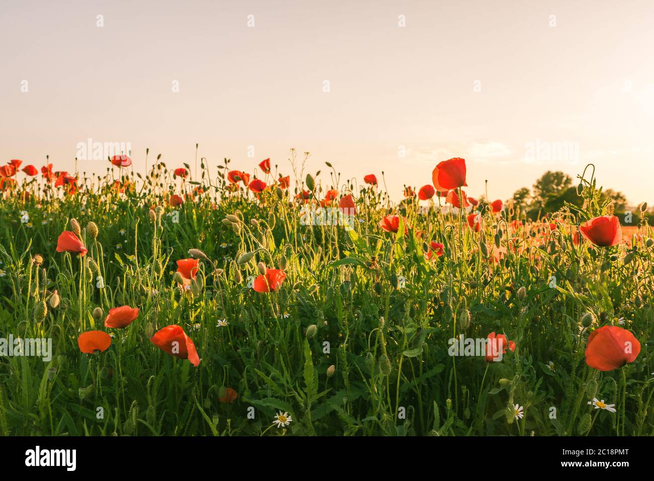 Red poppies with bright background, Hassloch, Rhineland-Palatinate, Germany Stock Photo