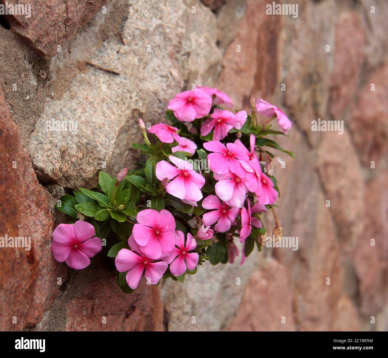 Flower growing from rock in Australia Stock Photo