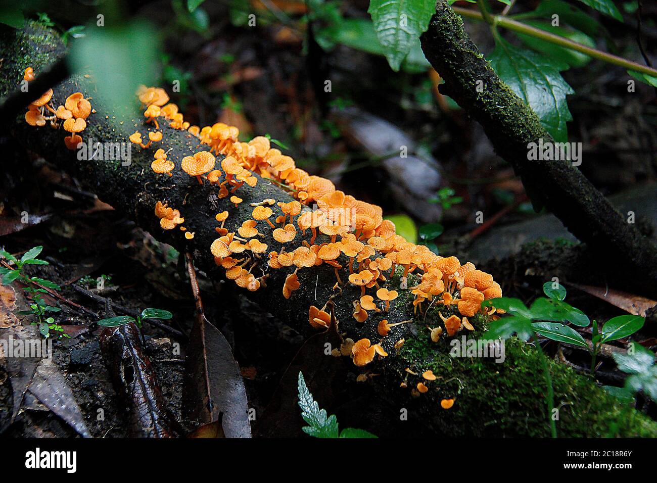 Fungi In Australian Rainforest Stock Photo
