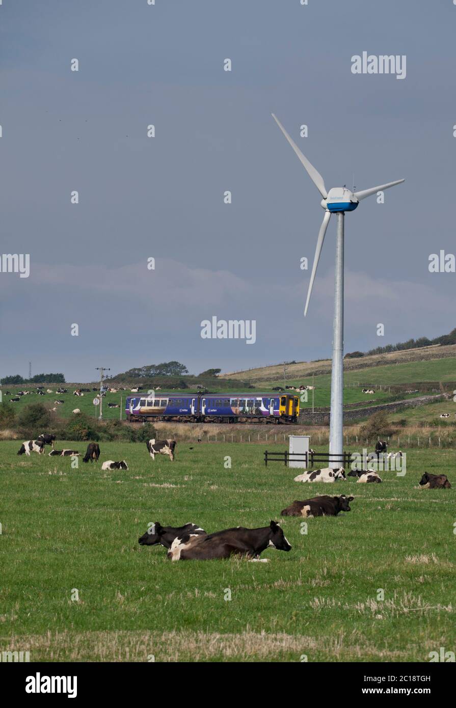 Northern rail class 156 sprinter train passign a wind turbine and dairy cows at Haverigg  on the rural Cumbrian coast railway line Stock Photo