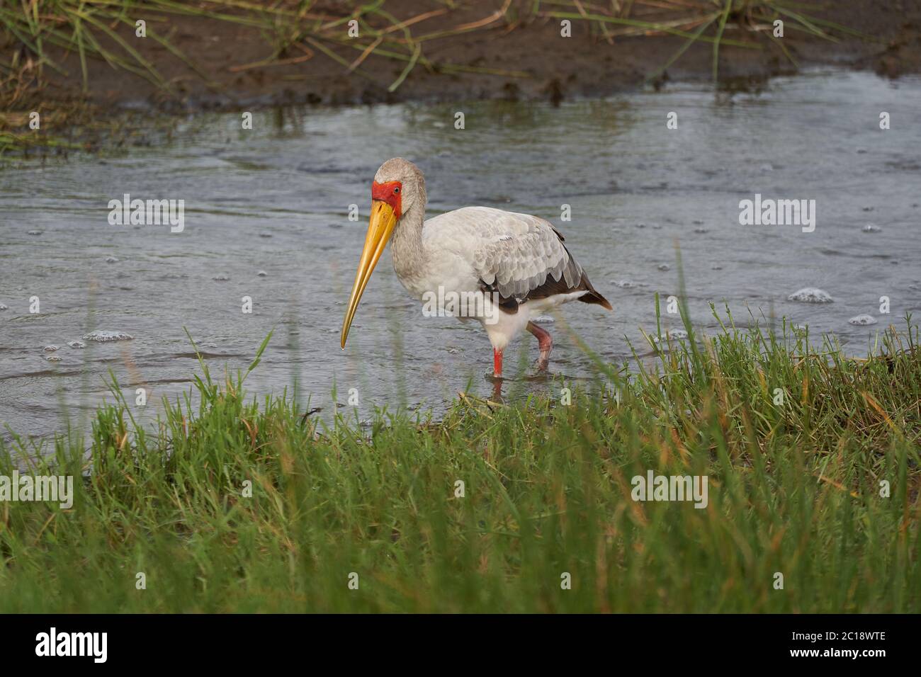 Yellow-billed stork Mycteria ibis also called wood stork or wood ibis arge African wading stork family Ciconiidae Portrait Stock Photo