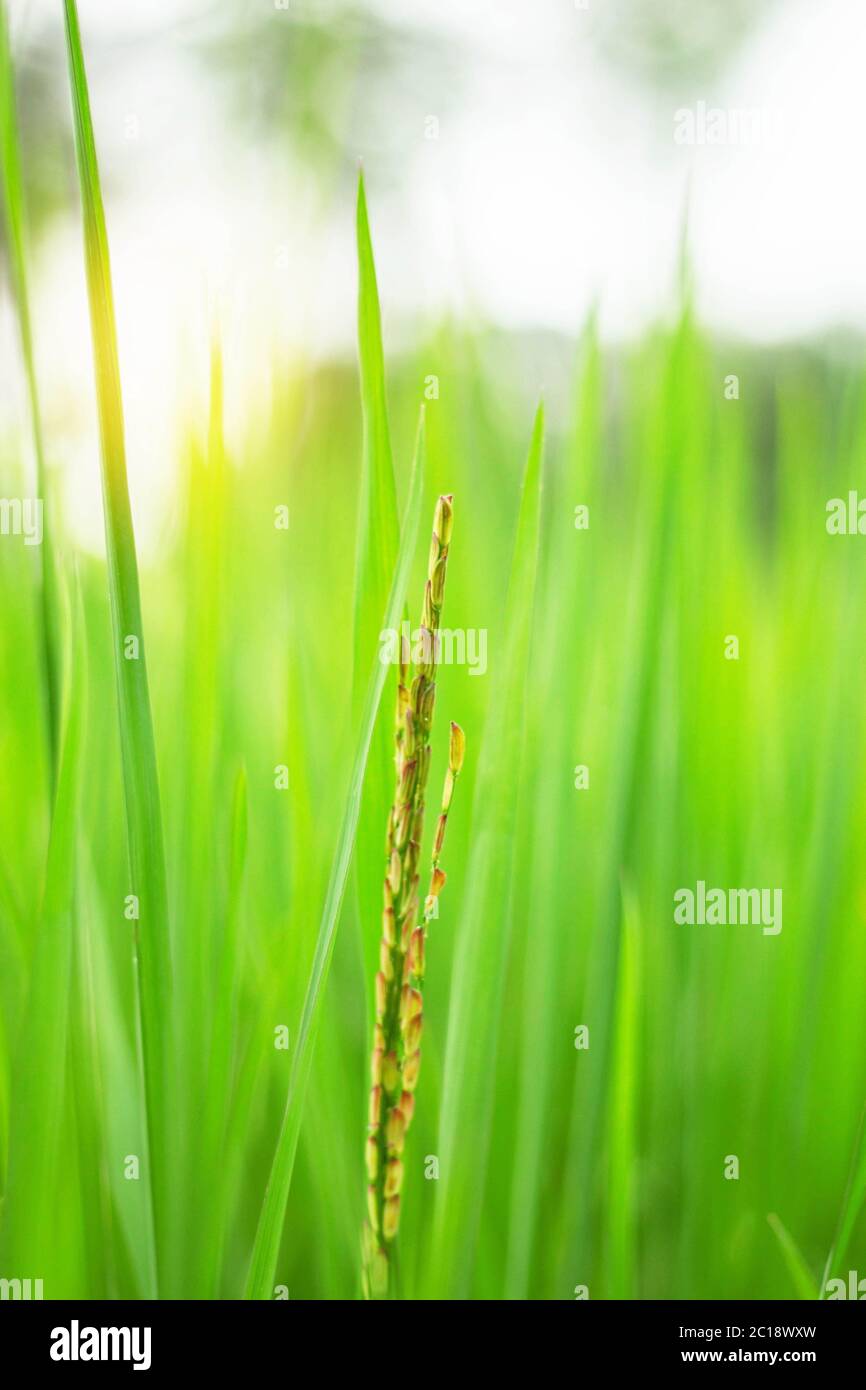 Growing rice with sunlight Stock Photo Alamy