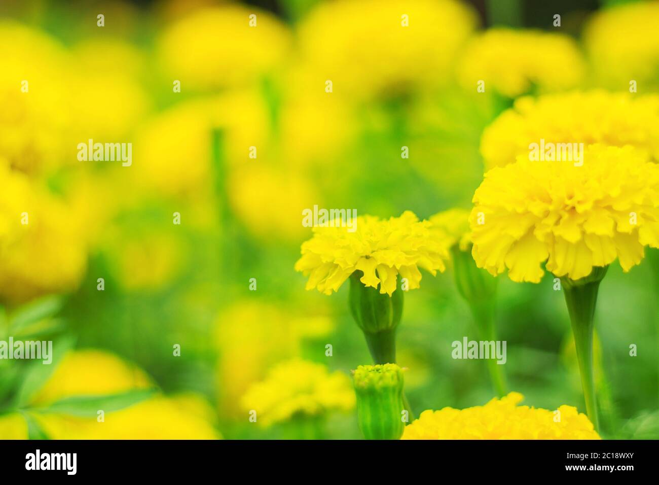 beauty of yellow marigolds. Stock Photo