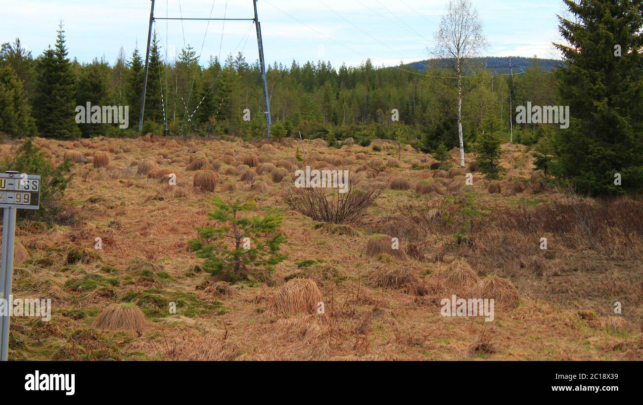 Carex nigra var. juncea, Pudasjärvi, Finland. Stock Photo