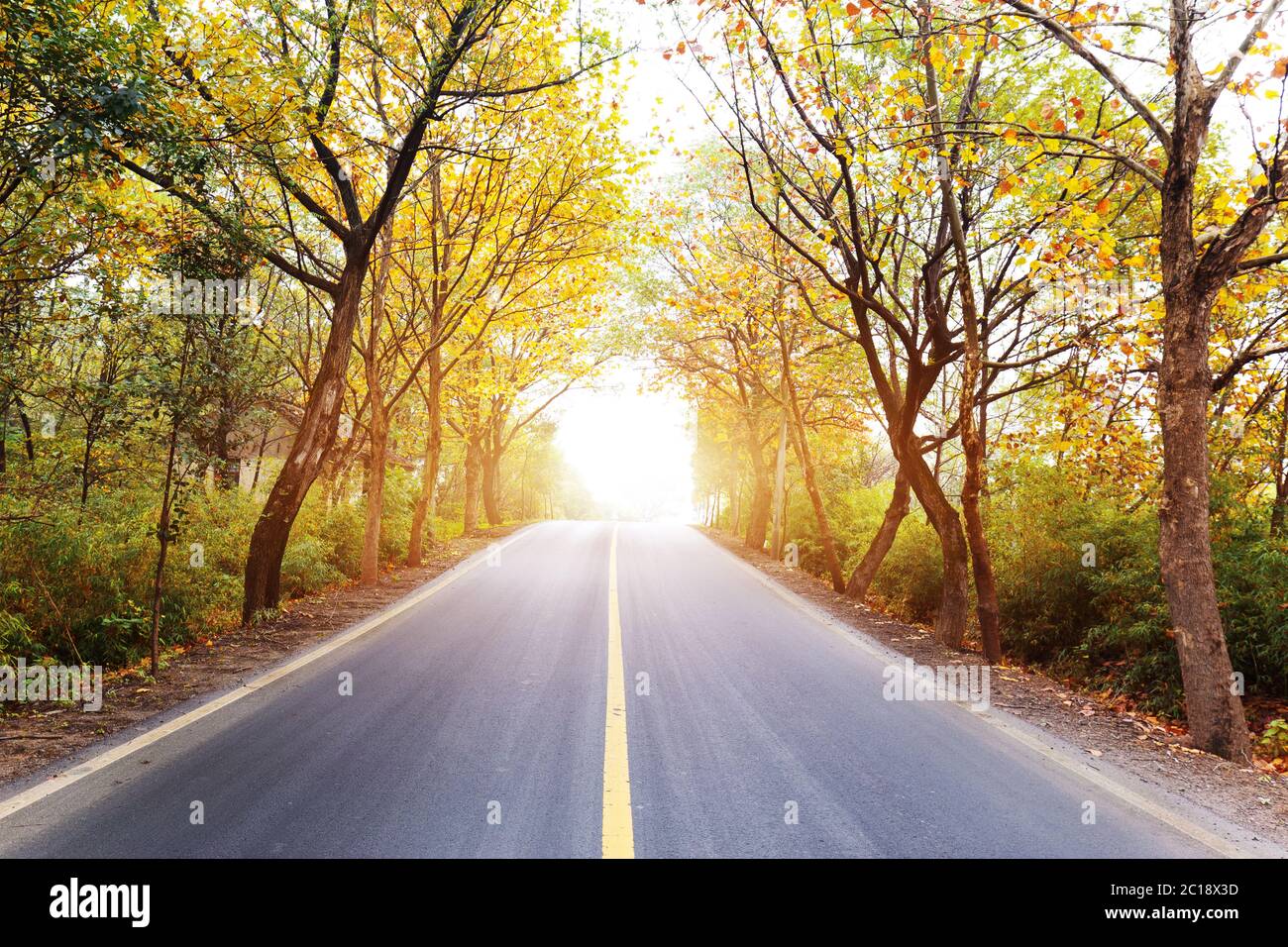 empty asphalt road with green trees Stock Photo - Alamy