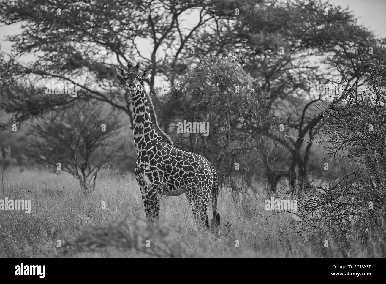 Giraffe Africa Giraffa Safari Big Five Africa Stock Photo