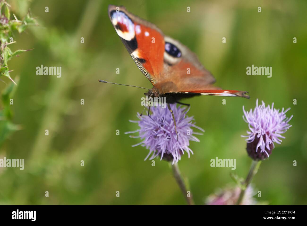 Aglais io the European peacock butterfly colourful Stock Photo