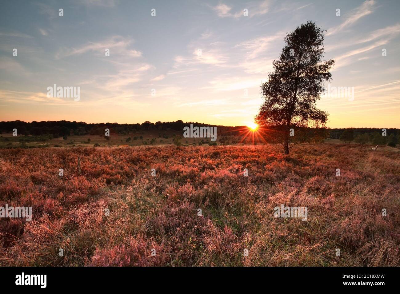purple sunset over heather hills Stock Photo