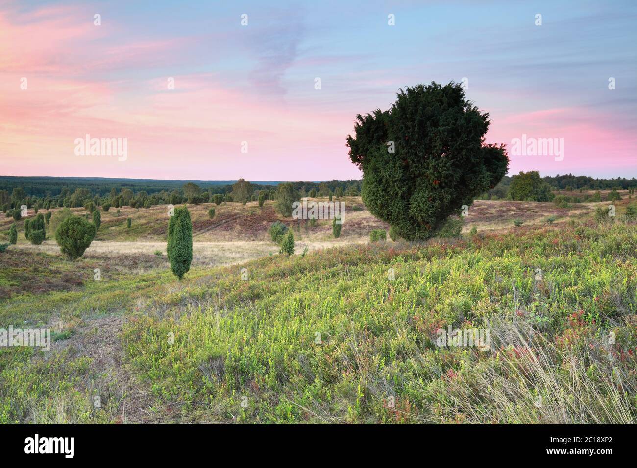 sunset over hills with junipers Stock Photo