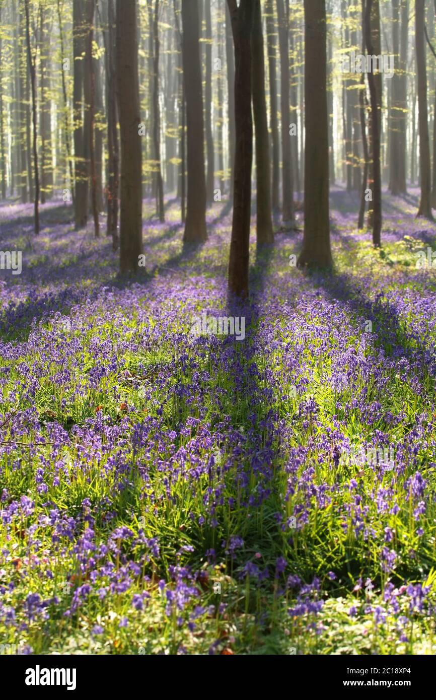 Sunlight flowering plant hi-res stock photography and images - Alamy
