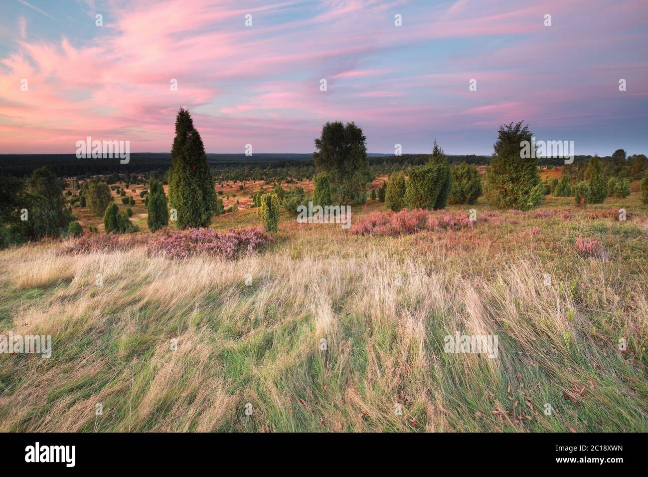 sunset over hills with heather and junipers Stock Photo