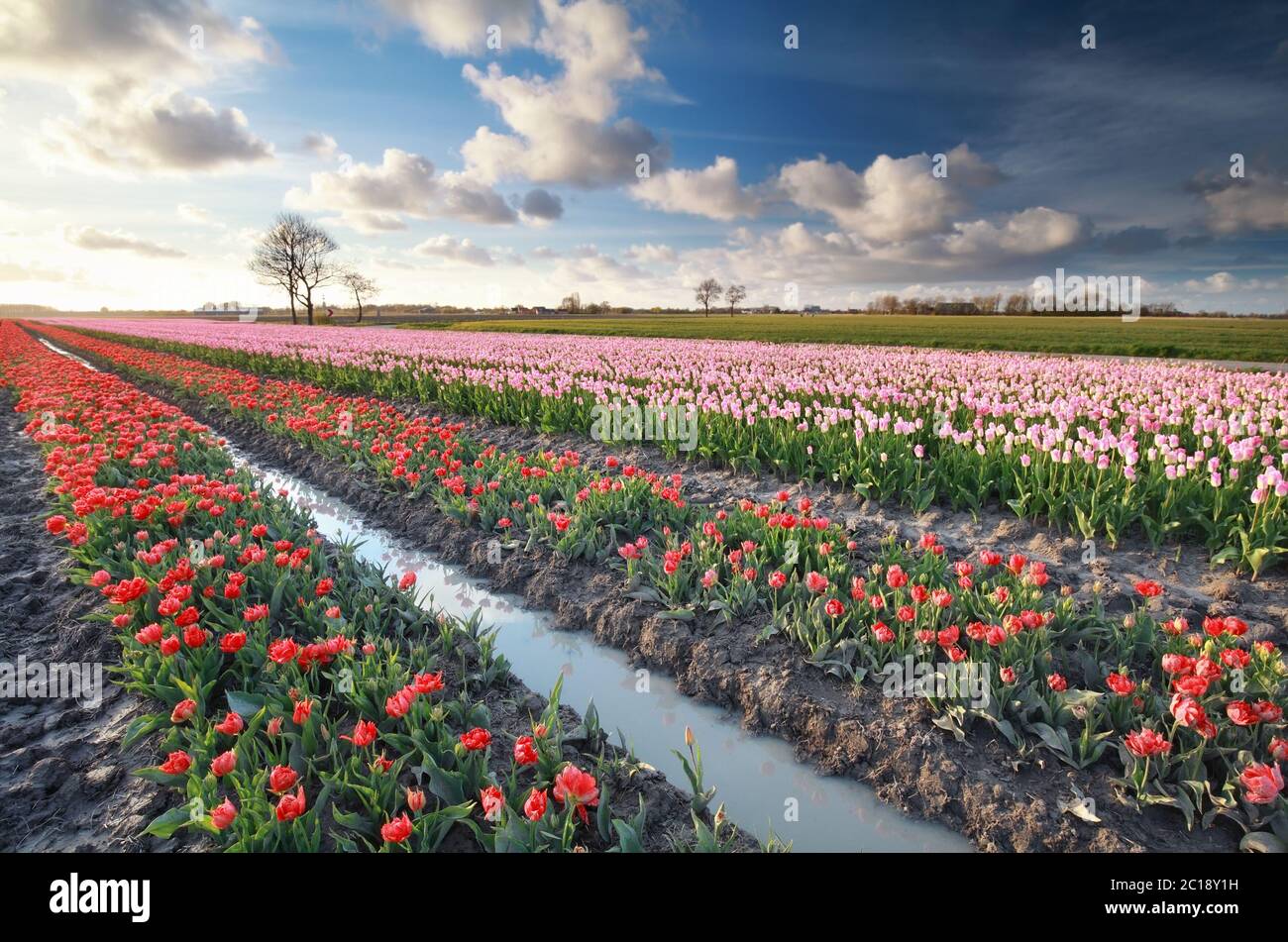 colorful tulip field in Holland Stock Photo - Alamy