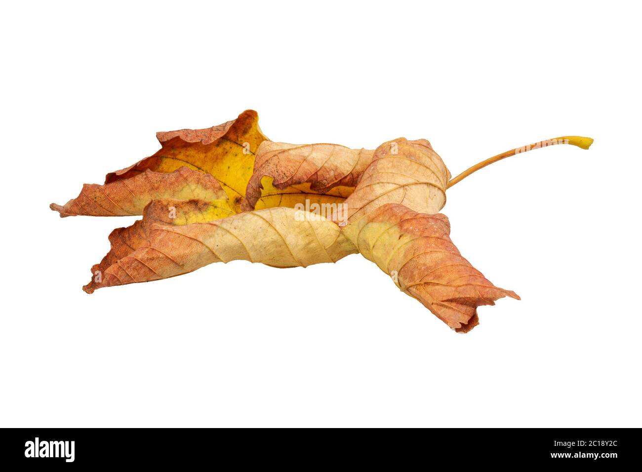 An old dry maple leaf isolated on a white background Stock Photo