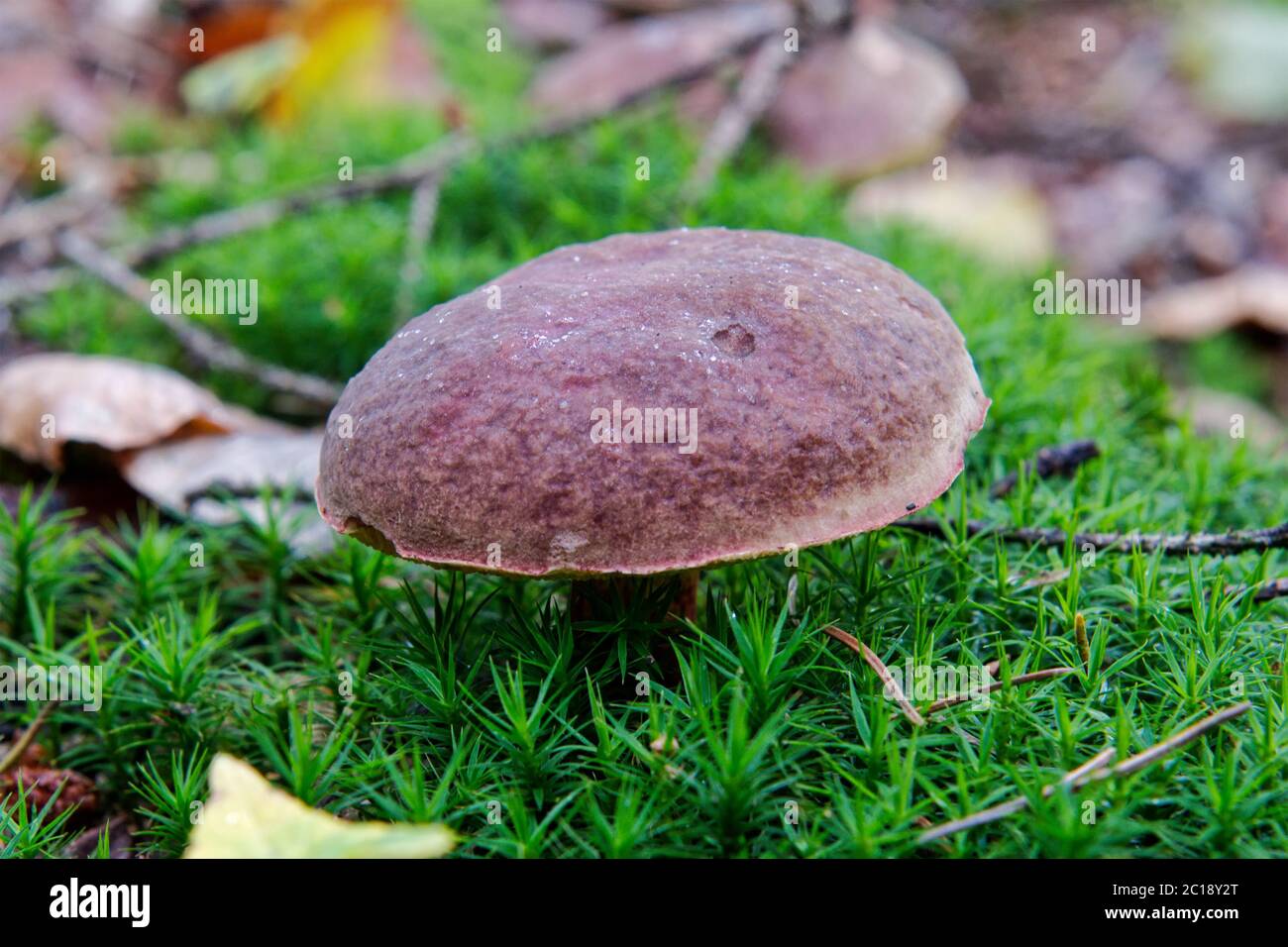 One wild mushroom growing in a forest Stock Photo