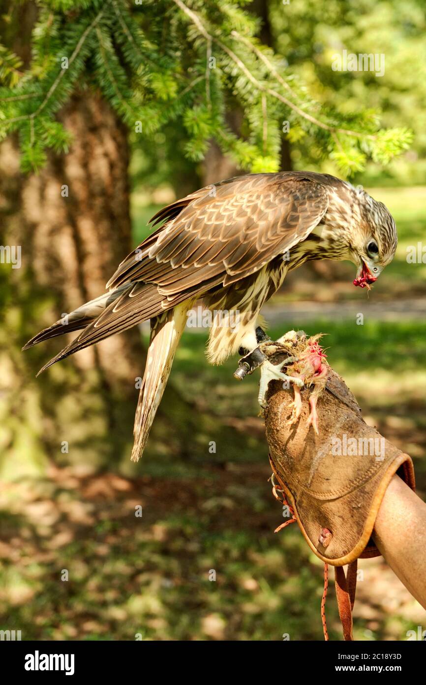 Feeding the predatory bird of prey little chicken Stock Photo
