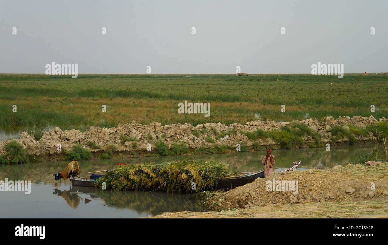Mesopotamian Marshes, habitat of Marsh Arabs aka Madans Basra Iraq Stock Photo