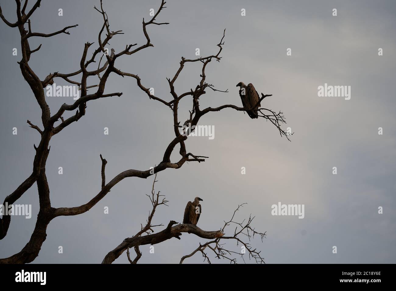 White backed vulture group Gyps africanus couple Old World vulture family Accipitridae Stock Photo