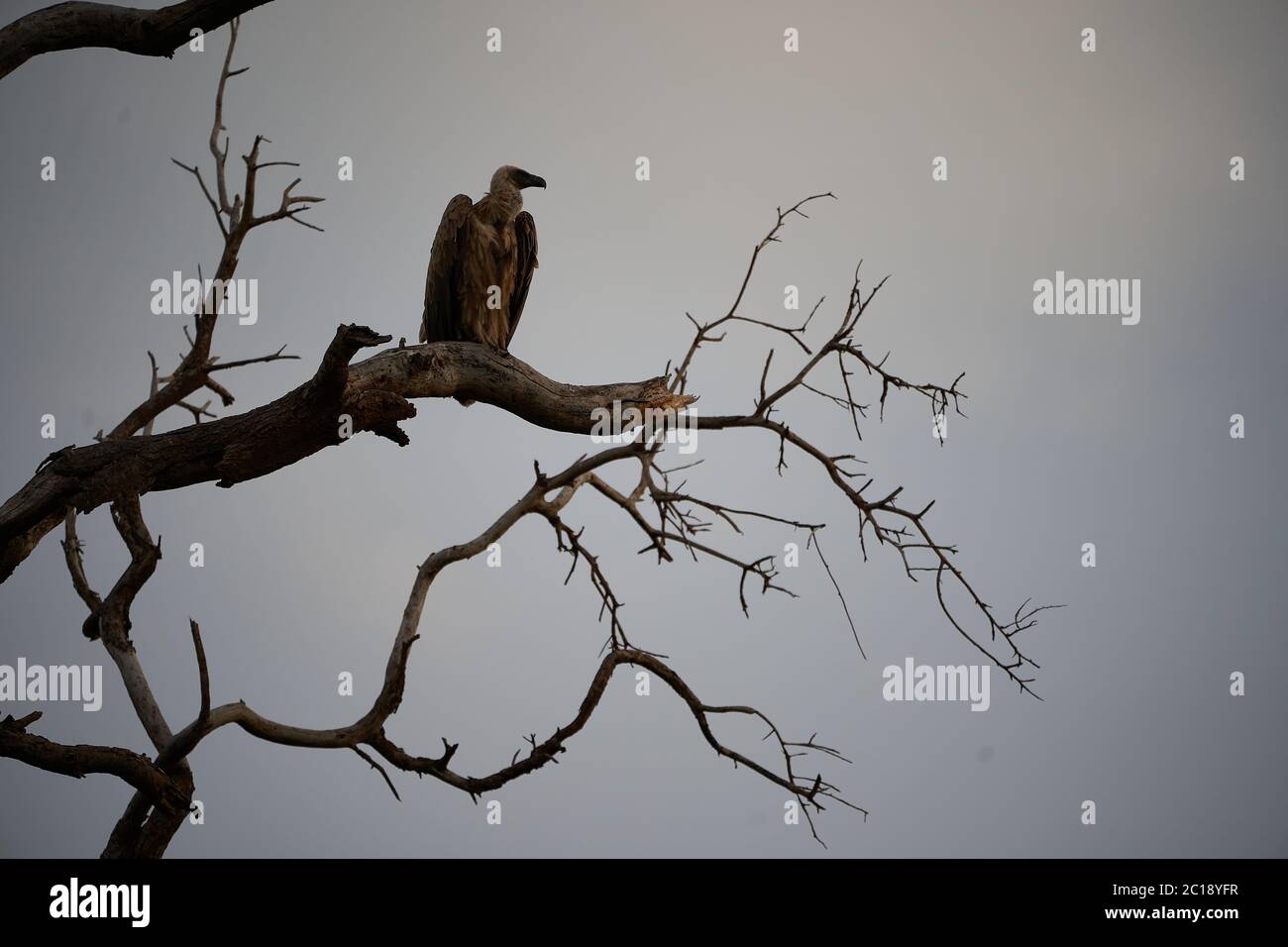 White backed vulture group Gyps africanus Old World vulture family Accipitridae Stock Photo