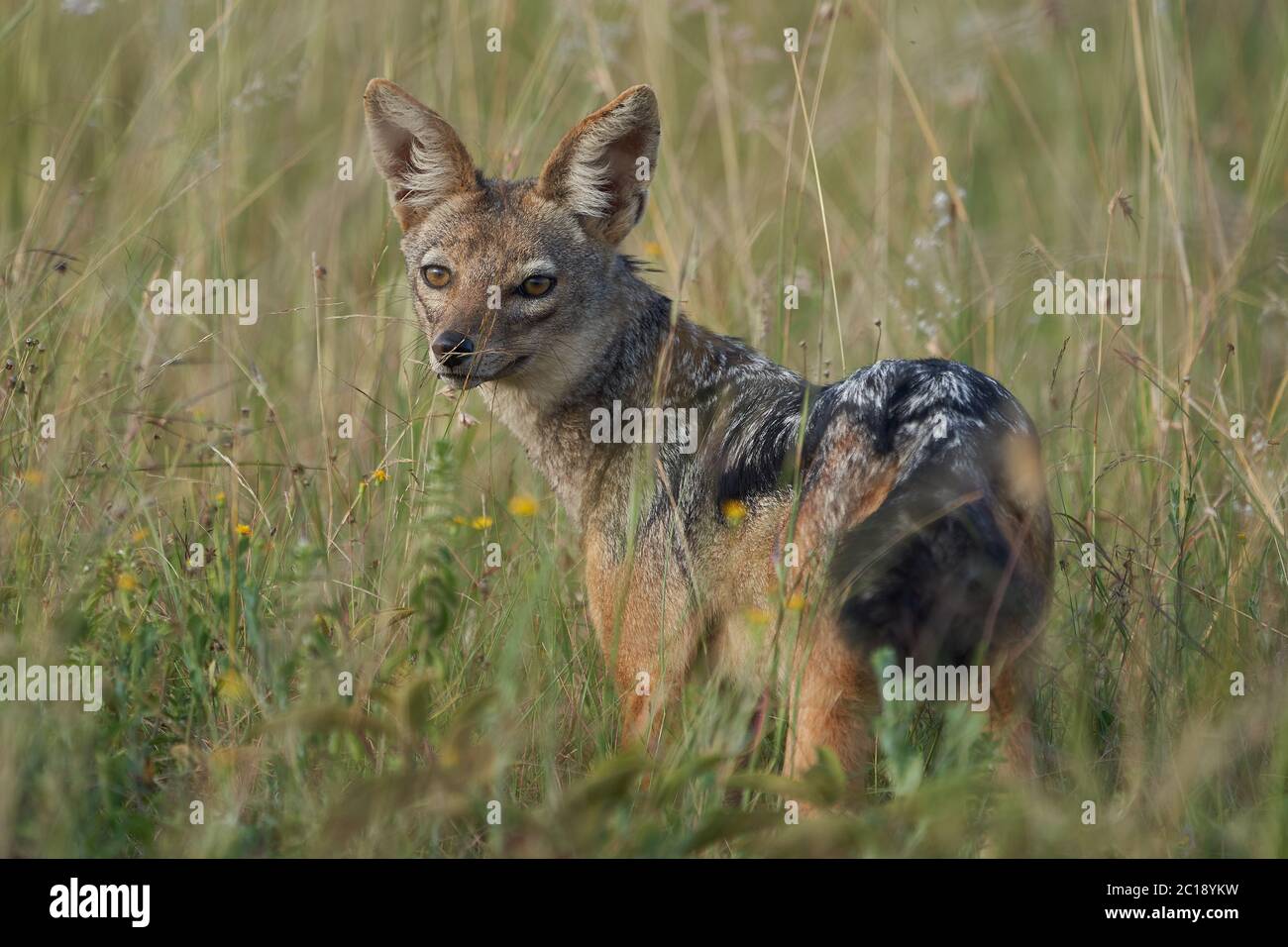 Golden Jackal Canis Aureus Safari Wild Portrait Stock Photo