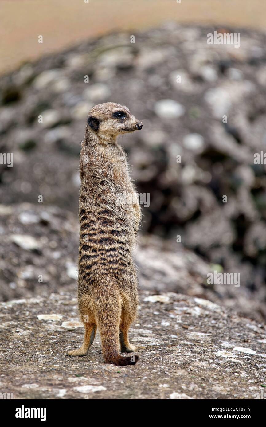 Meerkat / Suricate - Suricata suricatta Stock Photo