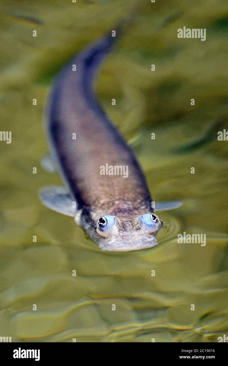 Largescale four-eyed fish - Anableps anableps Stock Photo