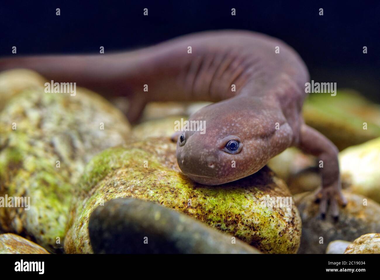 Shangcheng stout salamander - Pachyhynobius shangchengensis Stock Photo