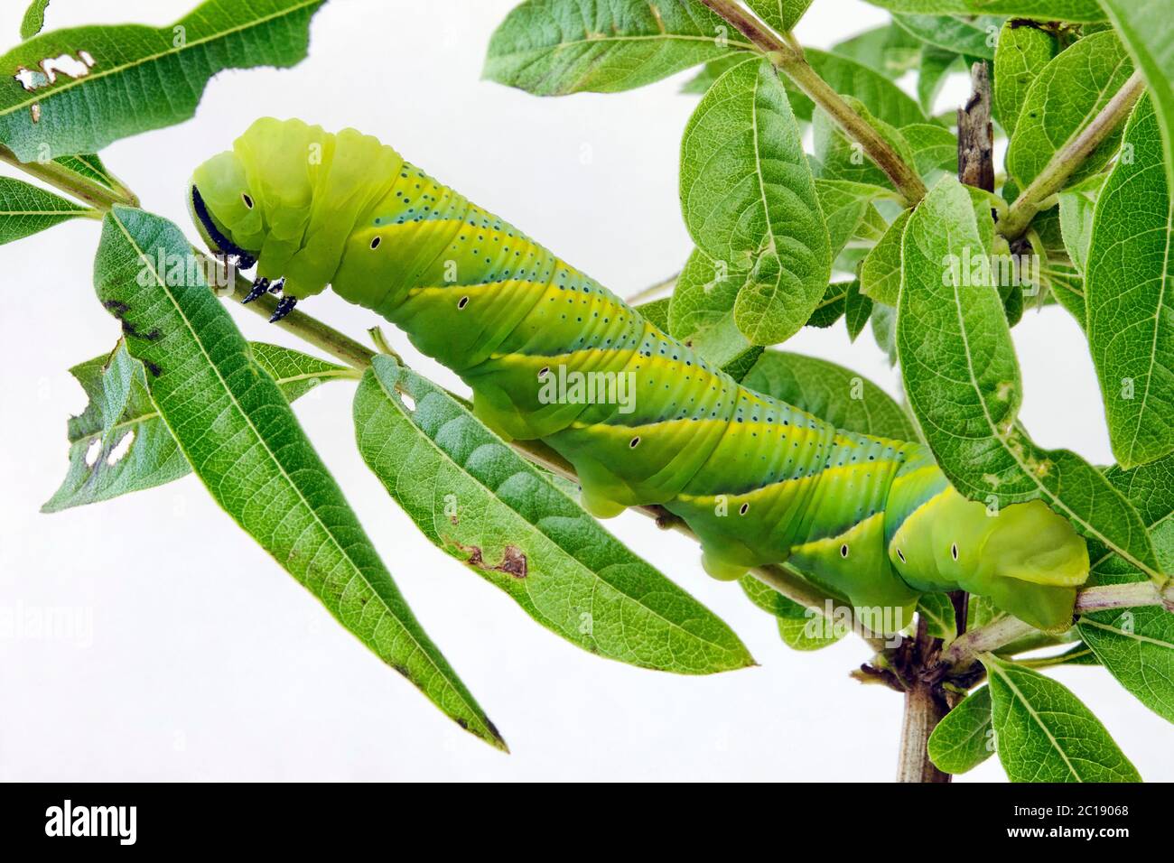 Death's-head hawkmoth larva (caterpillar) - Acherontia atropos Stock Photo