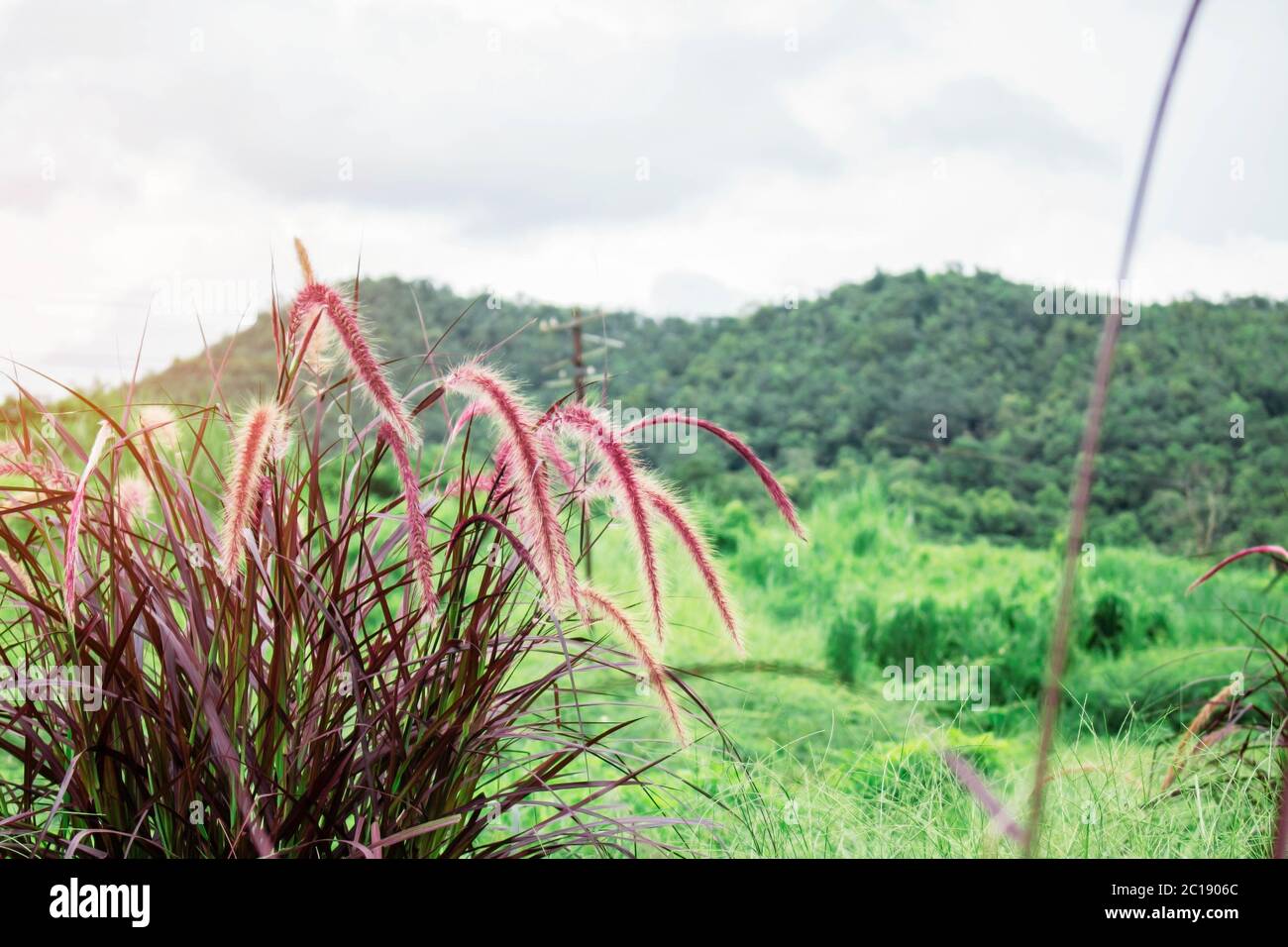 Grass on mountain. Stock Photo