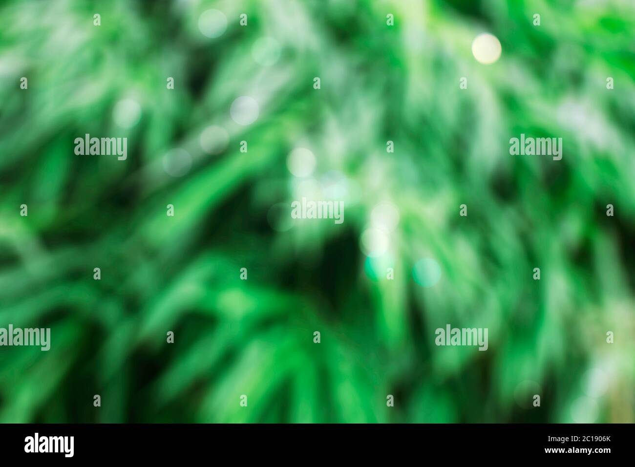 bamboo leaves with background blurred. Stock Photo