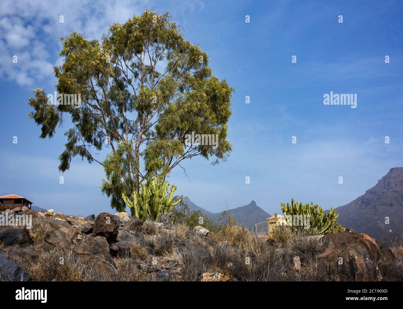 Vegetation Stock Photo