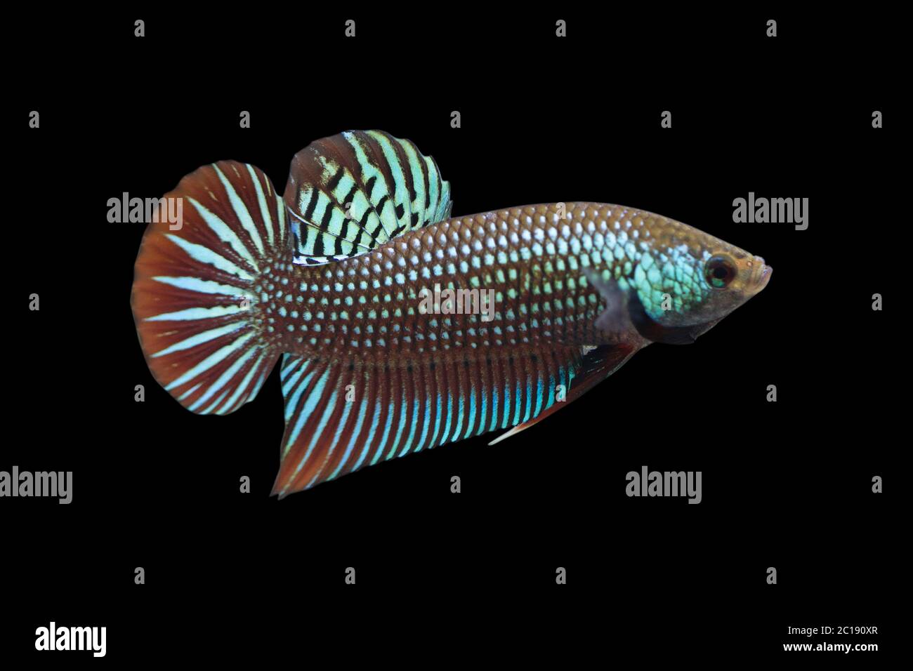 Wild Betta Mahachaiensis Male Or Plakat Fighting Fish Splendens On Black Background Stock Photo Alamy