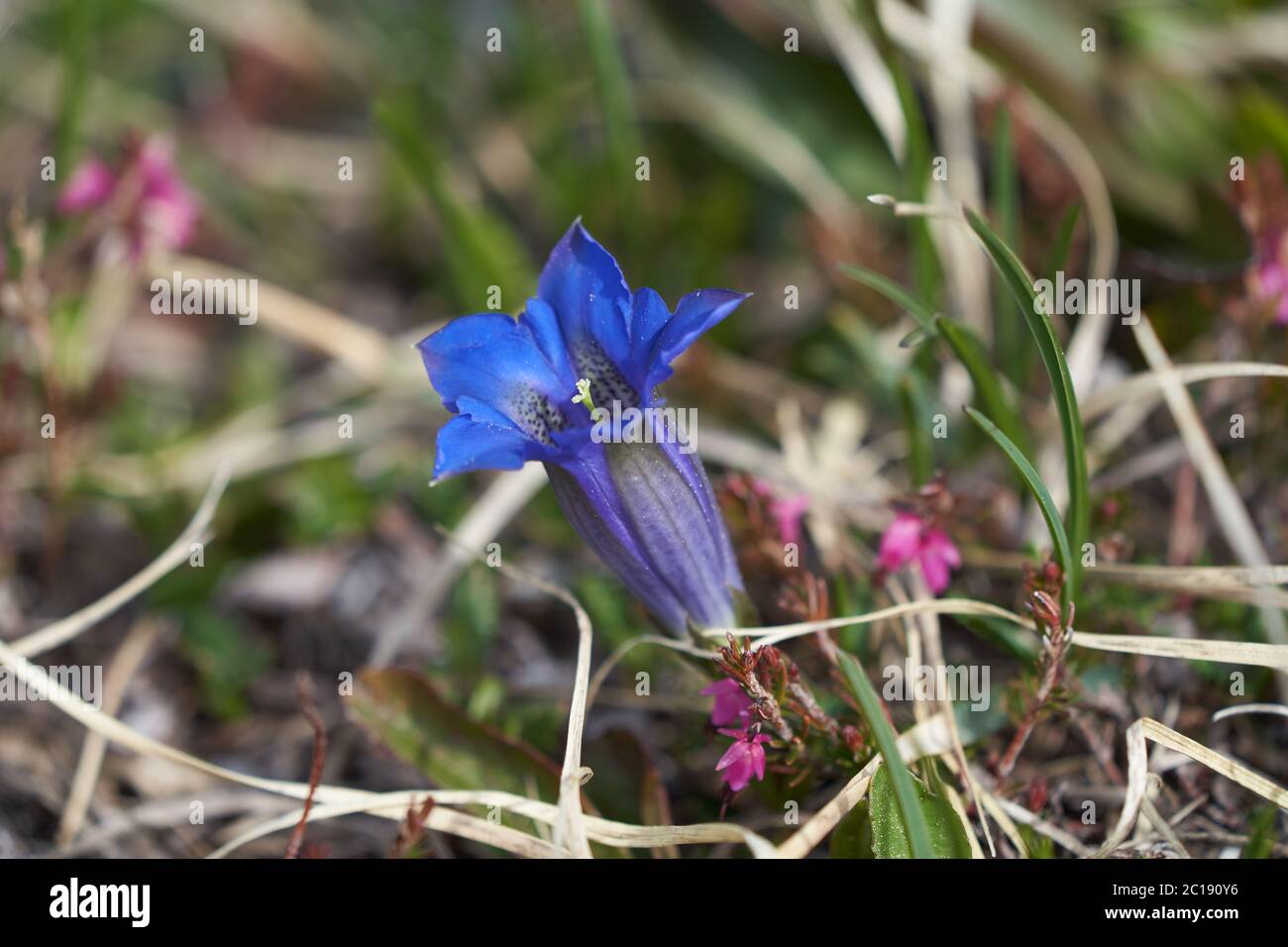 Gentiana clusii flower of the sweet lady or Clusius gentian large flowered native to Europe named after Carolus Clusius alpine flora Stock Photo