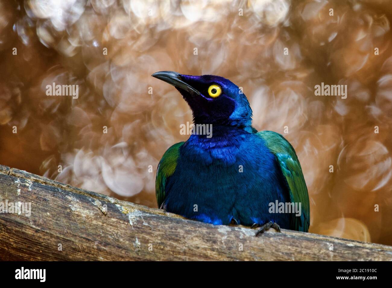 Purple glossy starling - Lamprotornis purpureus Stock Photo