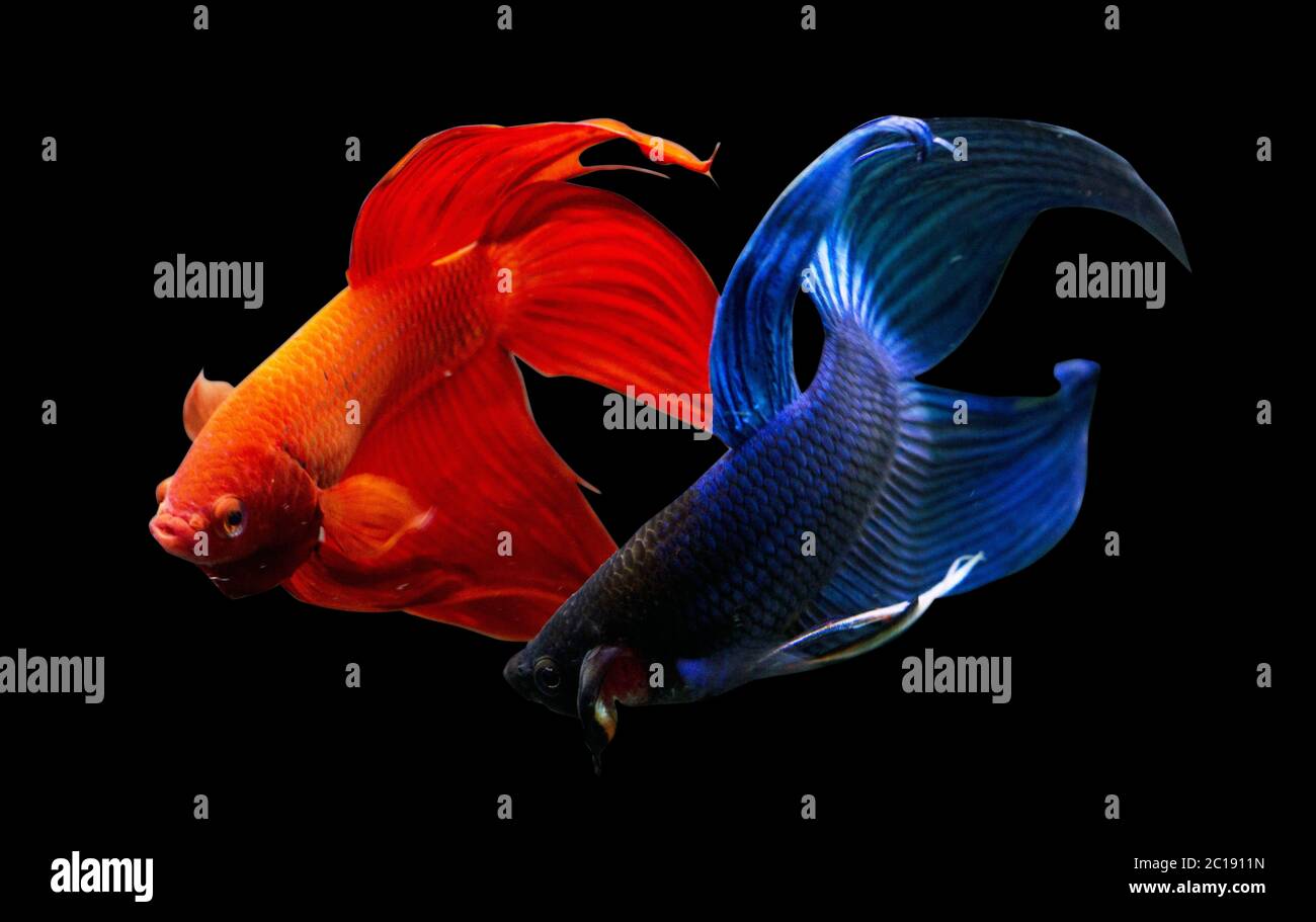 Betta Blue Red Veiltail VT Male or Plakat Fighting Fish Splendens on Black Background. Stock Photo