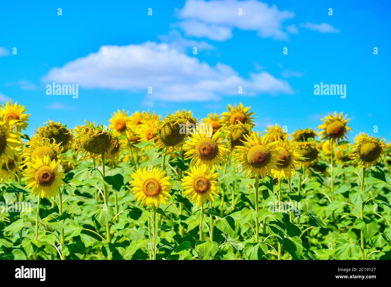 Summer landscape with a field of blooming sunflowers Stock Photo - Alamy