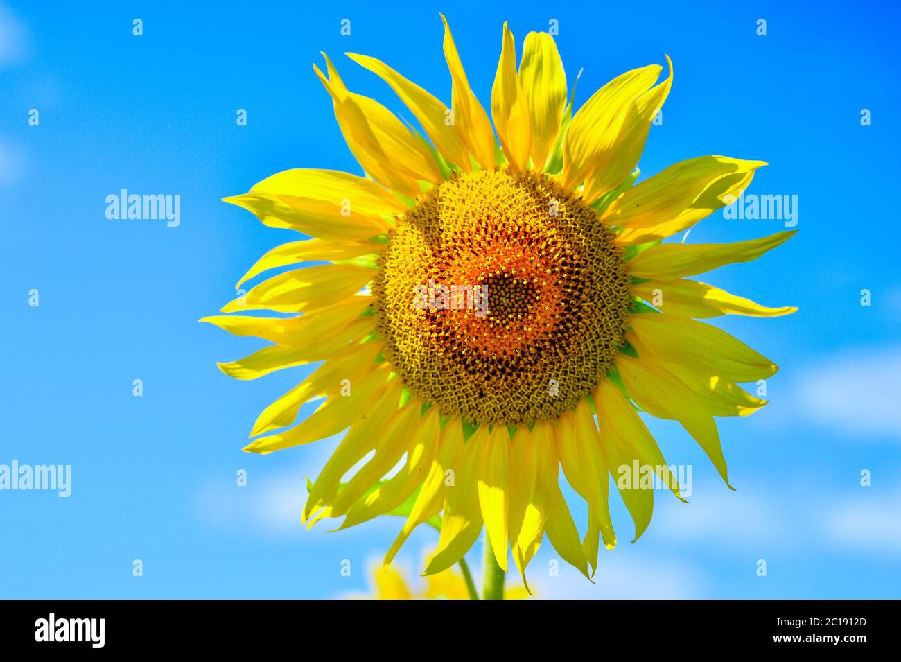 Summer landscape with a field of blooming sunflowers Stock Photo - Alamy