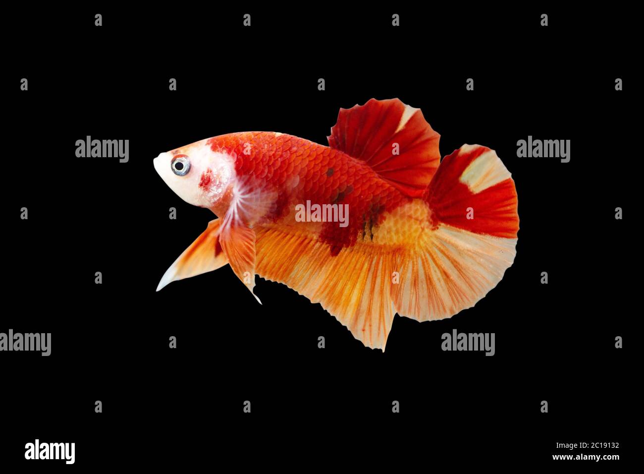 Betta Koi Nemo Halfmoon Plakat HMPK Male or Plakat Fighting Fish Splendens  on Black Background. Stock Photo