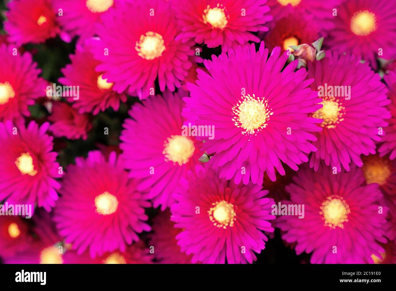 Pink Ice Plant (Delosperma Cooperi) flowers Stock Photo