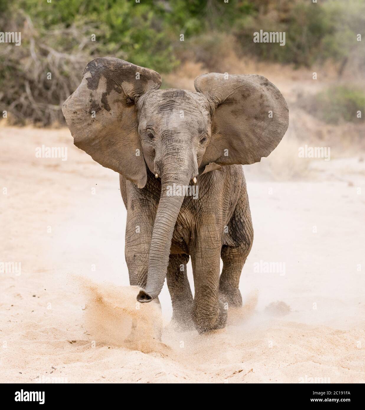 Charging bull elephant hires stock photography and images Alamy