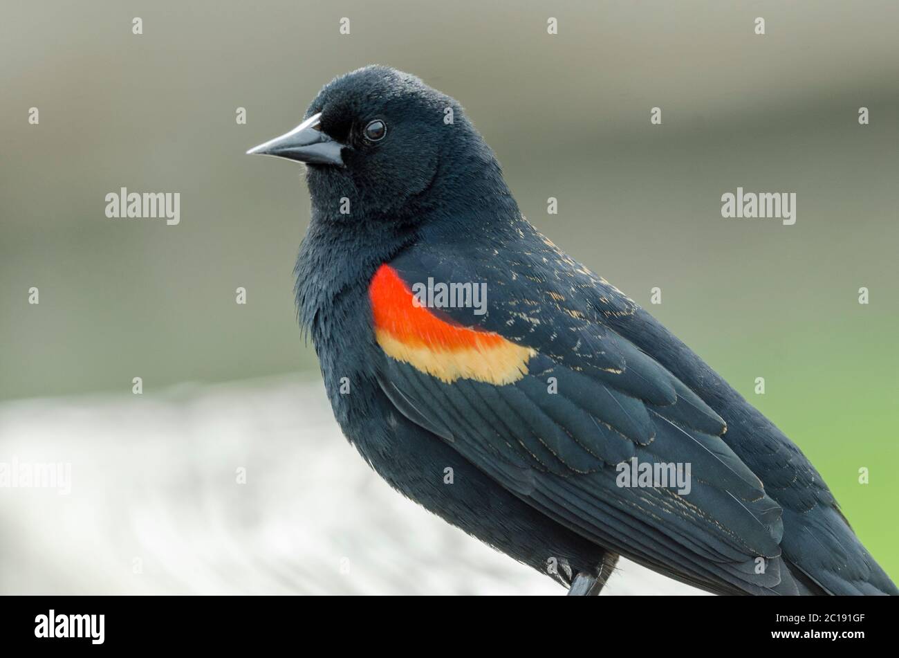 A male Red-winged Blackbird in breeding plumage displays its red shoulder badge bordered by yellow in a park in Kirkland, Washington. Stock Photo