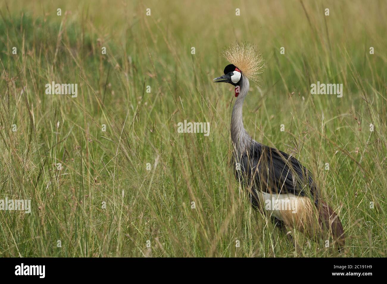 Grey Golden crowned crane Balearica regulorum East African crested Eastern South African crane Gruidae Stock Photo