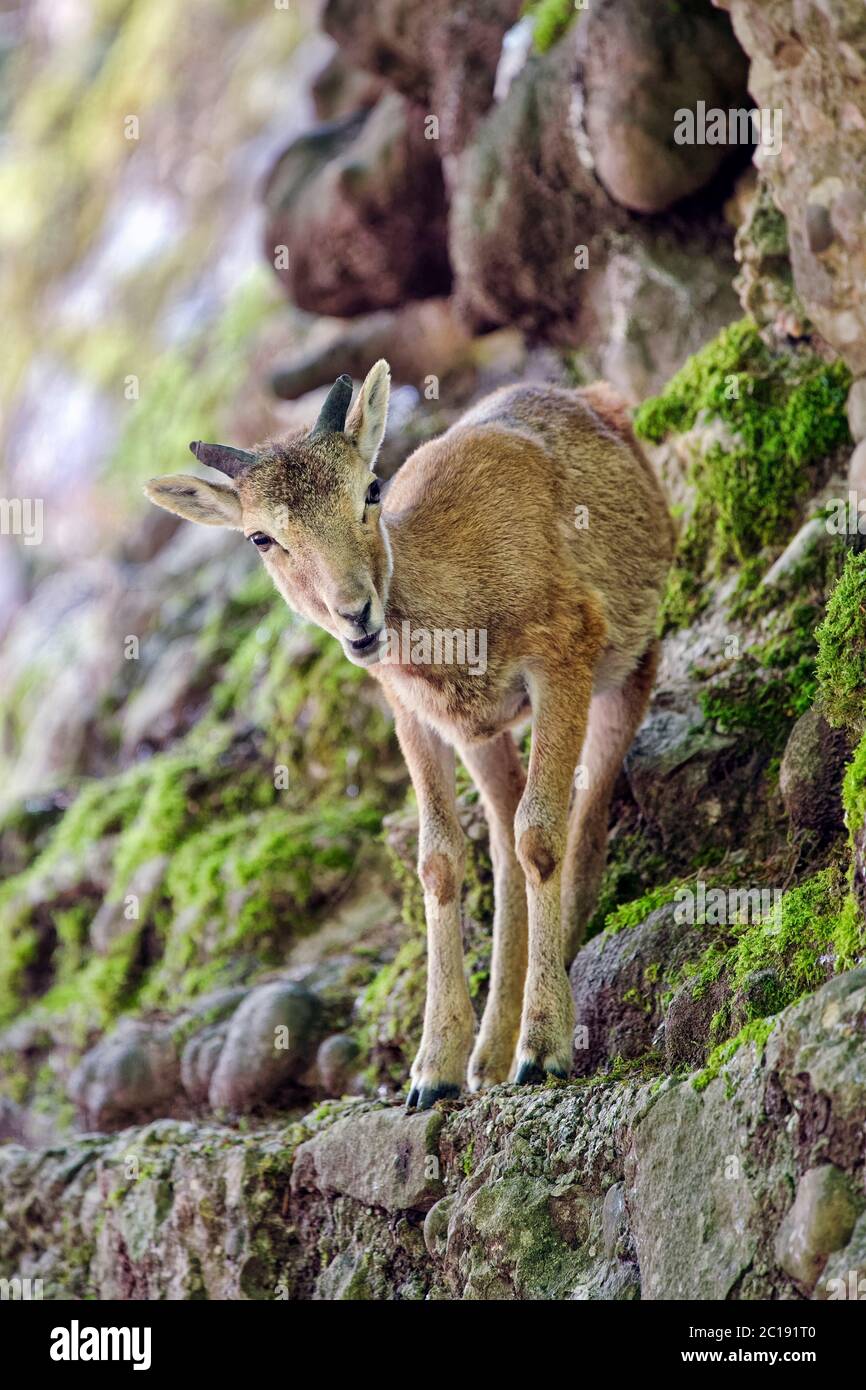Young european mouflon (male) - Ovis orientalis musimon Stock Photo