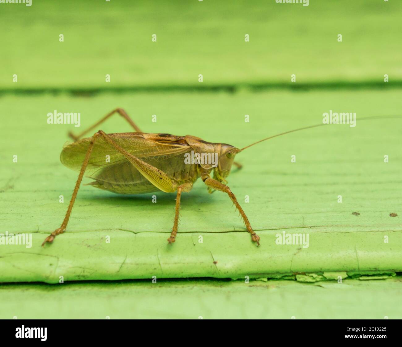Grasshopper on painted wall - chorthippus parallelus Stock Photo