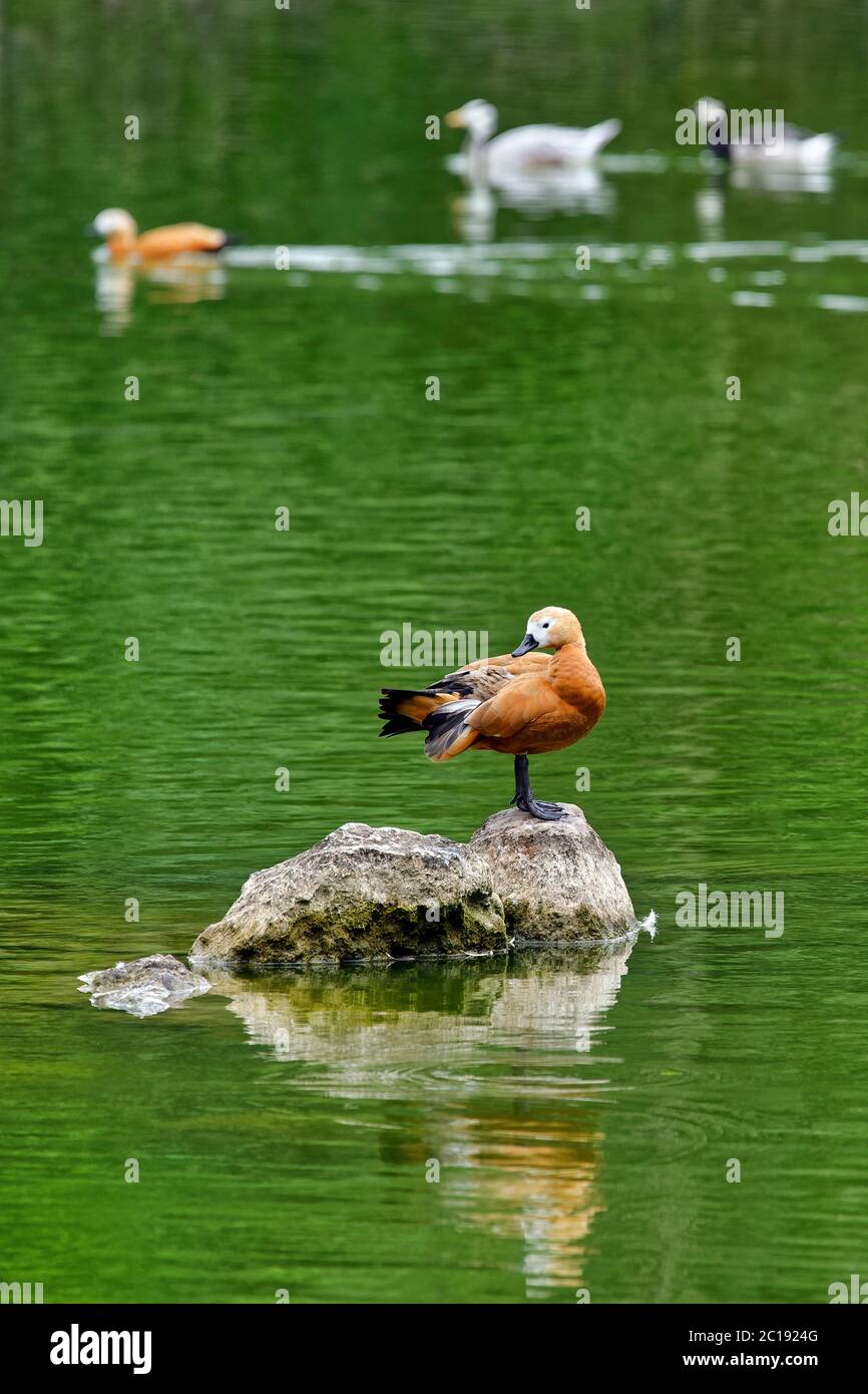 Ruddy shelduck - Tadorna ferruginea Stock Photo