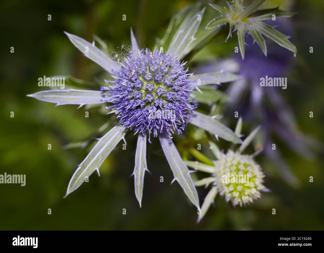 Blue eryngo Eryngium planum Stock Photo Alamy
