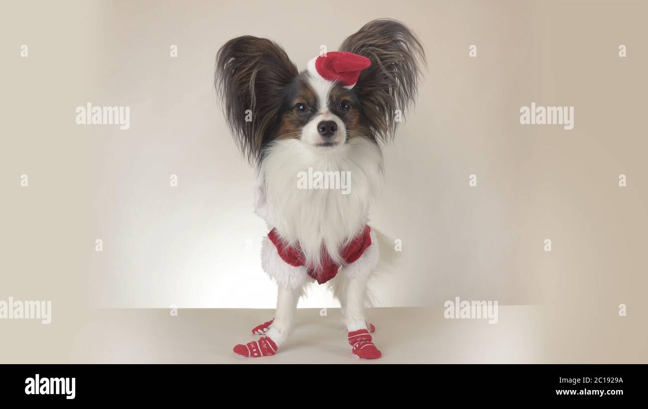 Funny young male dog Continental Toy Spaniel Papillon in Santa Claus costume looks around on white background Stock Photo