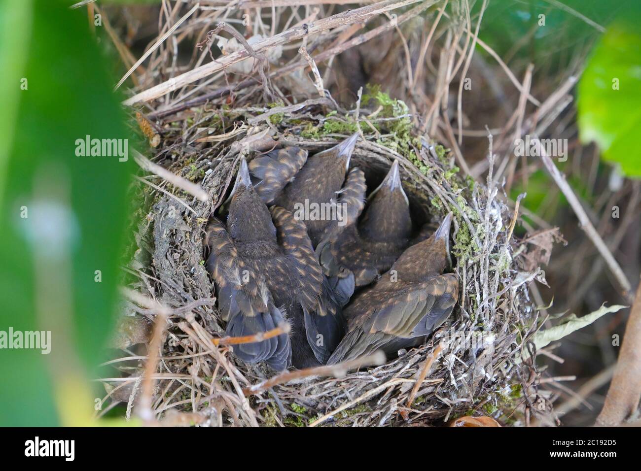 Small Blackbirds just leave the egg in the nest Stock Photo - Alamy