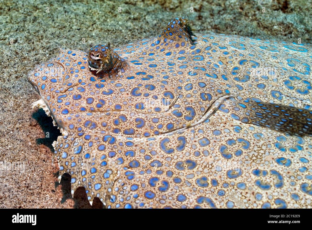 Peacock flounder Bothus mancus Stock Photo Alamy