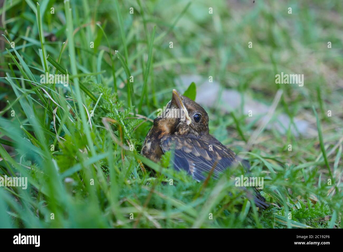 Small Blackbirds just leave the egg in the nest Stock Photo - Alamy